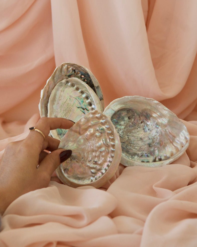 Abalone Shell