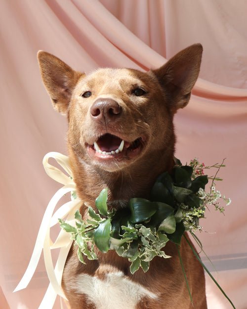 Dog Collar