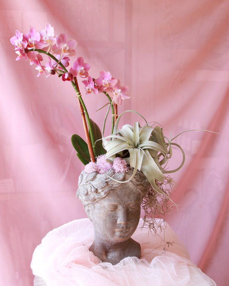 The Wisdom Planter