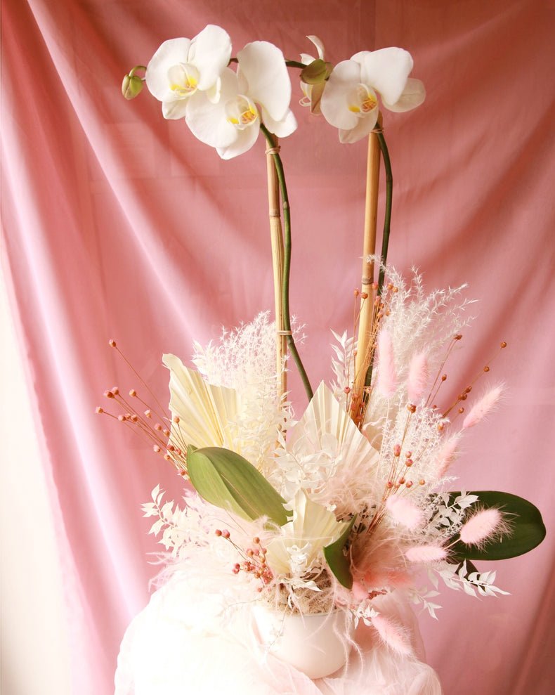 I Dream of Orchids
